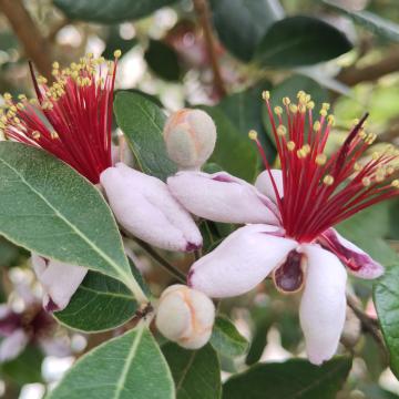 Acca sellowiana (= Feijoa sellowiana)