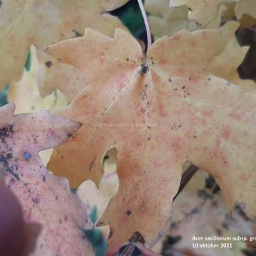 Acer saccharum subsp. grandidentatum