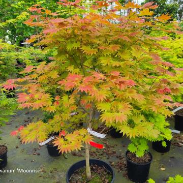Acer shirasawanum 'Moonrise'®