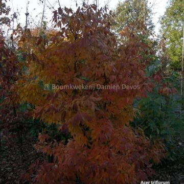 Acer triflorum