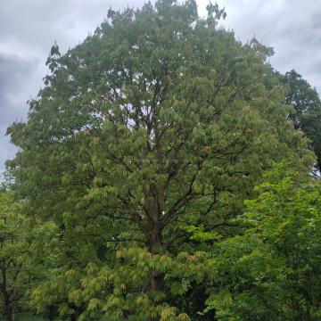 Aesculus indica