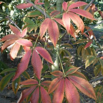 Aesculus neglecta 'Autumn Fire' (x)