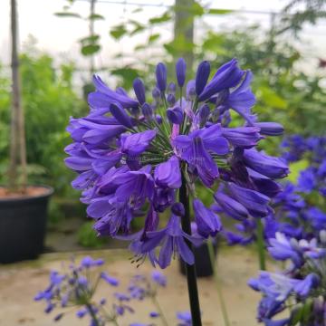 Agapanthus 'Ever Saphire' ®