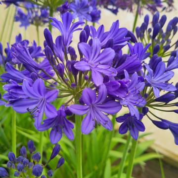 Agapanthus 'Lady Lay'®