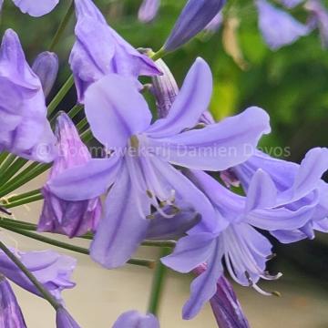 Agapanthus 'Lapis Lazuli' ®