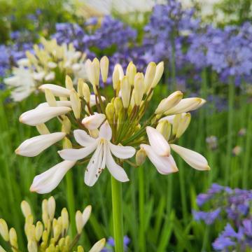 Agapanthus 'Margarita'