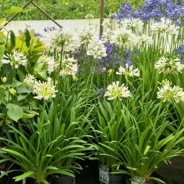 Agapanthus 'Stephanie's charm'