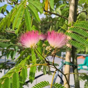 Albizia julibrissin 'Ombrella' Boubri