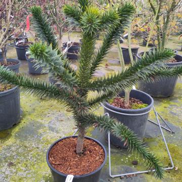 Araucaria araucana