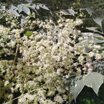 Aralia elata 'Aureovariegata'