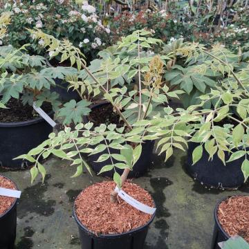 Aralia elata 'Variegata'