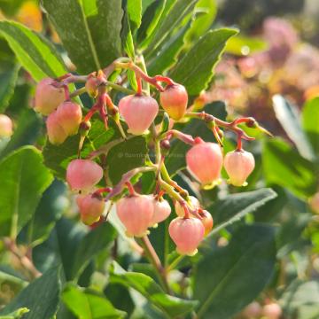 Arbutus unedo 'Rubra'