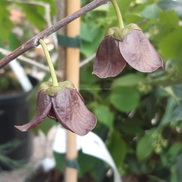 Asimina triloba 'Overleese'