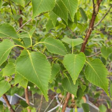 Betula ermanii 'Grayswood Hill'