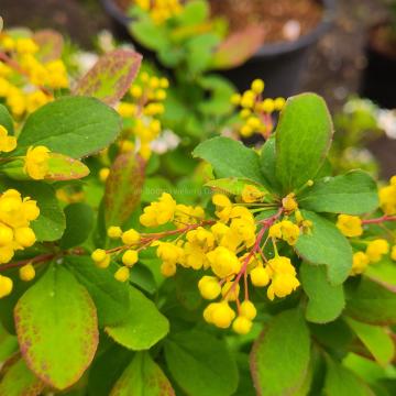 Berberis 'Georgei'
