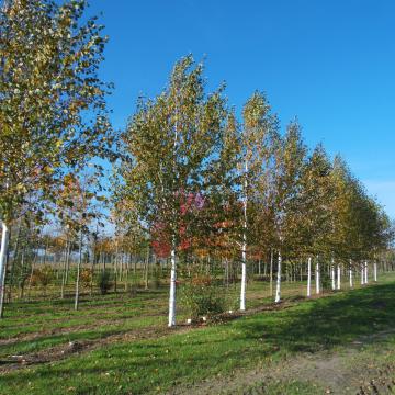 Betula utilis subsp. jacquemontii