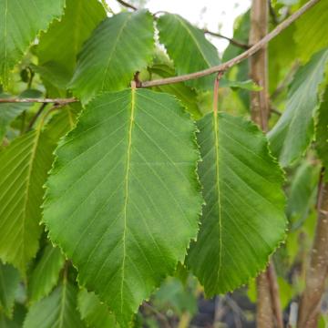 Betula utilis 'Silver Shadow'