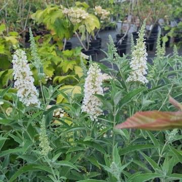 Buddleja davidii 'Buzz Ivory'