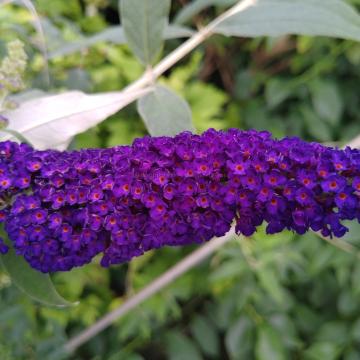 Buddleja davidii 'Black Knight'