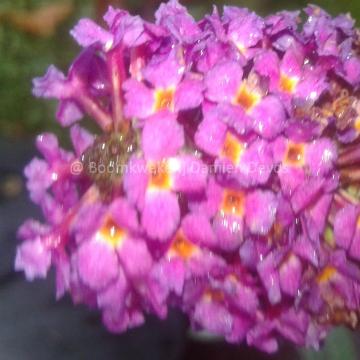Buddleja davidii 'Royal Red'