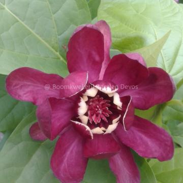 Calycanthus 'Aphrodite' ®