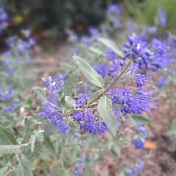 Caryopteris clandonensis 'Heavenly Blue'