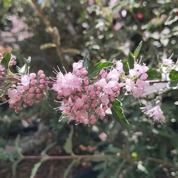 Caryopteris clandonensis 'Pink Perfection' ®