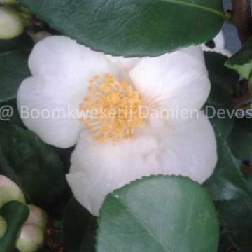 Camellia 'Cinnamon Scentsation'