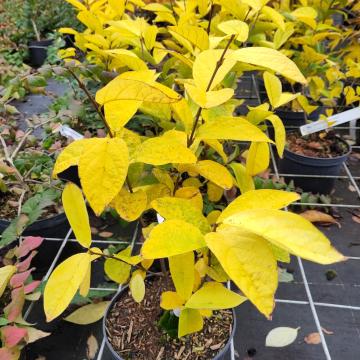 Calycanthus floridus 'Athens'