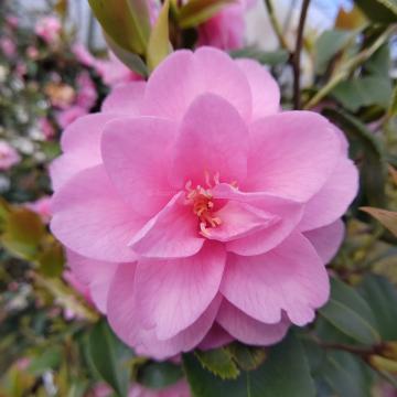 Camellia japonica 'Spring Festival'