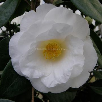Camellia japonica 'White Nun'