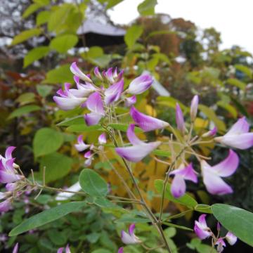 Campylotropis macrocarpa