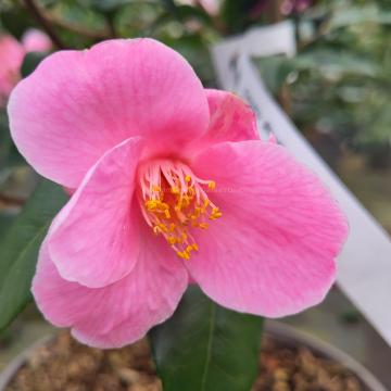 Camellia 'Minato-no-akebono'