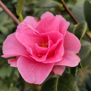Camellia 'Nicky Crisp'
