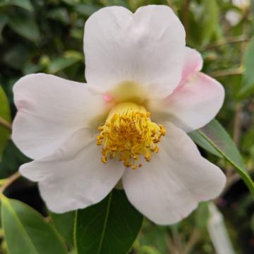 Camellia saluenensis 'Apple Blossom'