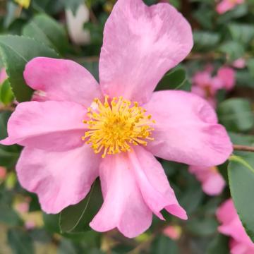 Camellia sasanqua 'Cleopatra'