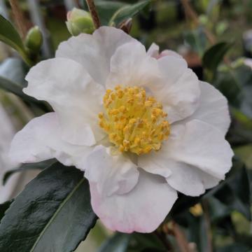 Camellia sasanqua 'Hino De Gumo'