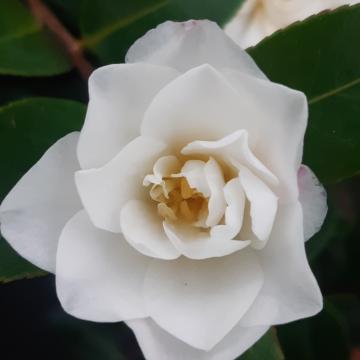 Camellia sasanqua 'Hina Yuki'