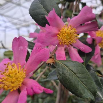 Camellia sasanqua 'Tasutagawa'