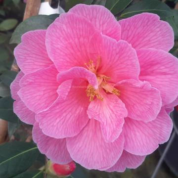 Camellia williamsii 'Donation' (x)