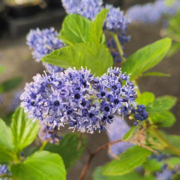 Ceanothus arboreus 'Trewithen Blue'