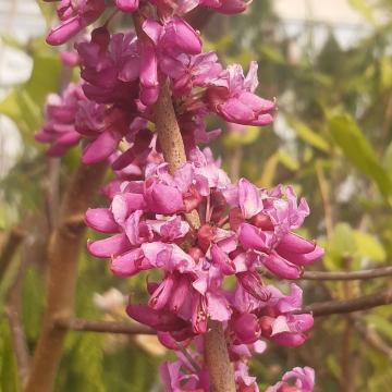 Cercis chinensis 'Avondale'