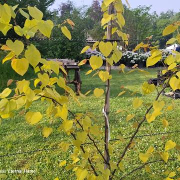 Cercis canadensis 'Eternal Flame'