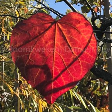 Cercis canadensis 'Forest Pansy'