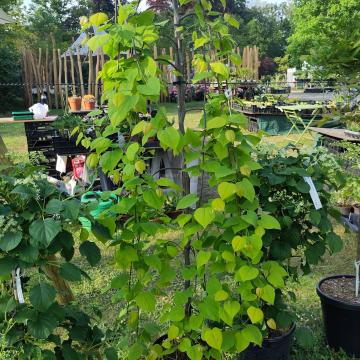 Cercis canadensis 'Golden Falls' ®