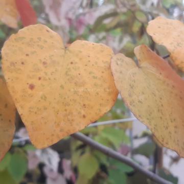 Cercis canadensis 'Merlot'