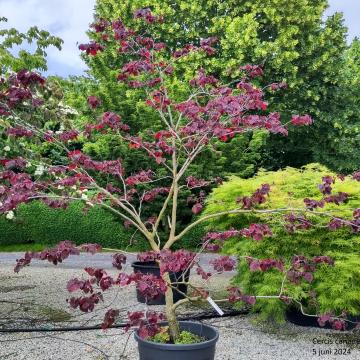 Cercis canadensis 'Red Force'®