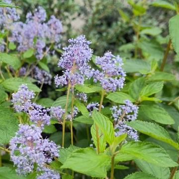 Ceanothus delilianus 'Gloire de Versailles'