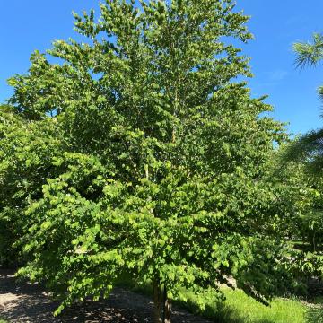 Cercidiphyllum japonicum