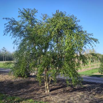 Cercidiphyllum japonicum 'Pendulum'